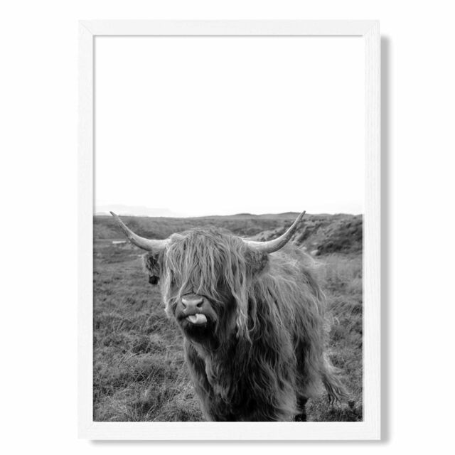 ARTZE Cheeky Highland Cow Animal Black & White Photo Framed Print SIZE: A4 with White Frame - Size: A2 - image 1
