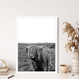ARTZE Cheeky Highland Cow Animal Black & White Photo Framed Print SIZE: A4 with White Frame - Size: A2 - thumbnail 2