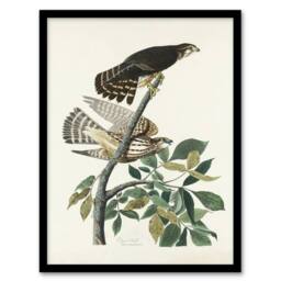 Artery8 Birds of America Pigeon Hawk Audubon Nature Framed Wall Art Print in White - Size: A4 - thumbnail 1