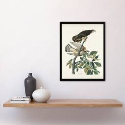 Artery8 Birds of America Pigeon Hawk Audubon Nature Framed Wall Art Print in White - Size: A4 - thumbnail 4