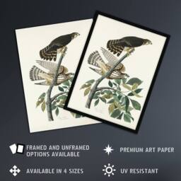 Artery8 Birds of America Pigeon Hawk Audubon Nature Framed Wall Art Print in White - Size: A4 - thumbnail 2