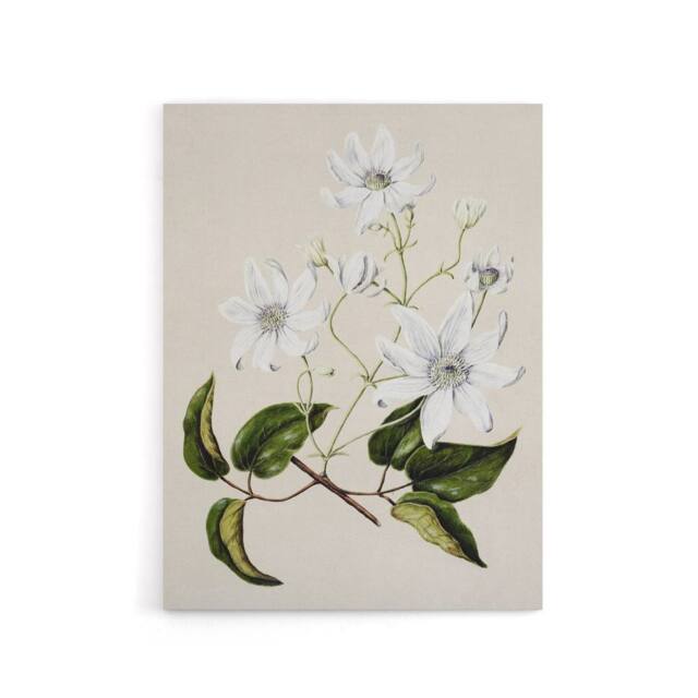"Artery8 New Zealand Puawananga Clematis Flowers Featon Canvas Wall Art Print in Beige - Size: W18"" x H24""" - image 1