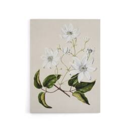 "Artery8 New Zealand Puawananga Clematis Flowers Featon Canvas Wall Art Print in Beige - Size: W18"" x H24""" - thumbnail 1