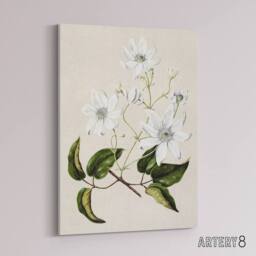 "Artery8 New Zealand Puawananga Clematis Flowers Featon Canvas Wall Art Print in Beige - Size: W18"" x H24""" - thumbnail 2