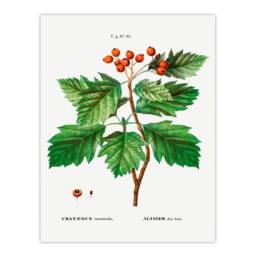 Artery8 Redoute Framed Wall Art Print Hawthorn Vintage Botanical Illustration in White - Size: A4 - thumbnail 3