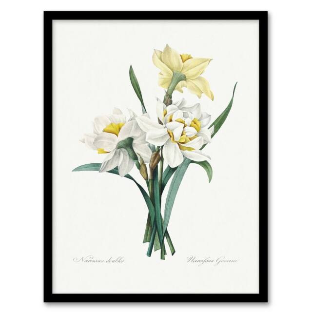 "Artery8 Daffodil Floral Illustration Redoute Vintage Framed Wall Art Print in White - Size: W12"" x H16""" - image 1