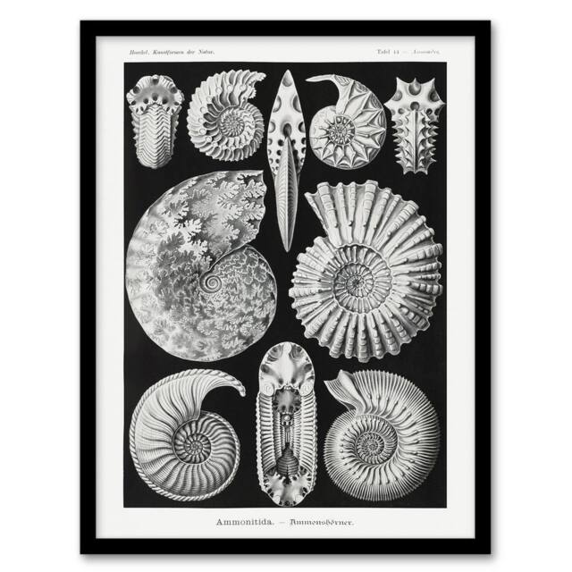 "Artery8 Ammonite Fossil Cephalopods Haeckel Botanical Framed Wall Art Print in Black - Size: W12"" x H16""" - image 1