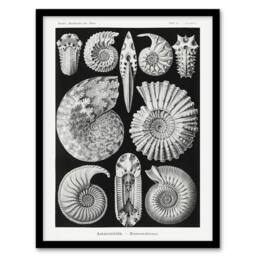 "Artery8 Ammonite Fossil Cephalopods Haeckel Botanical Framed Wall Art Print in Black - Size: W12"" x H16""" - thumbnail 1