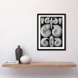"Artery8 Ammonite Fossil Cephalopods Haeckel Botanical Framed Wall Art Print in Black - Size: W12"" x H16""" - thumbnail 4