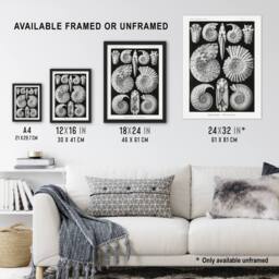 "Artery8 Ammonite Fossil Cephalopods Haeckel Botanical Framed Wall Art Print in Black - Size: W12"" x H16""" - thumbnail 3