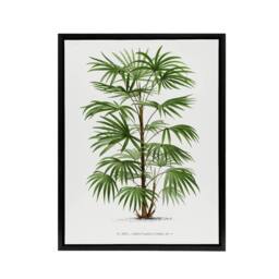 "Artery8 Rhapis Flabelliformis Palm Tree Kerchove Framed Canvas Wall Art Print in White - Size: W12"" x H16""" - thumbnail 1