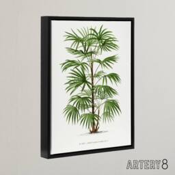 "Artery8 Rhapis Flabelliformis Palm Tree Kerchove Framed Canvas Wall Art Print in White - Size: W12"" x H16""" - thumbnail 2