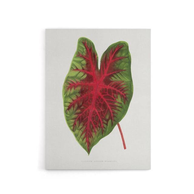 "Artery8 AF Lydon B Fawcett Caladium Bicolor Splendens Leaf Canvas Art Print in White - Size: W12"" x H16""" - image 1