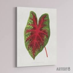 "Artery8 AF Lydon B Fawcett Caladium Bicolor Splendens Leaf Canvas Art Print in White - Size: W12"" x H16""" - thumbnail 2