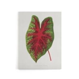 "Artery8 AF Lydon B Fawcett Caladium Bicolor Splendens Leaf Canvas Art Print in White - Size: W12"" x H16""" - thumbnail 1