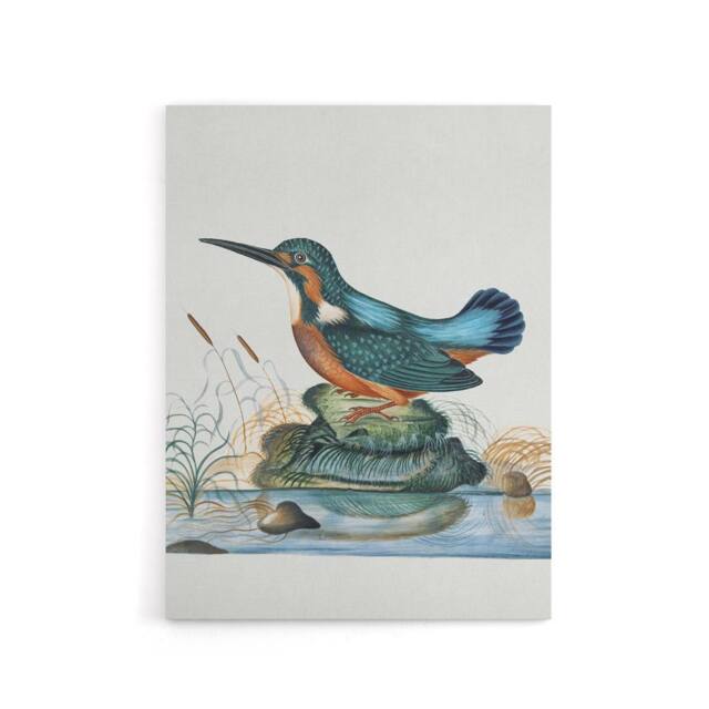 "Artery8 Common Kingfisher Vintage Illustration Bolton Canvas Wall Art - Size: W18"" x H24""" - image 1