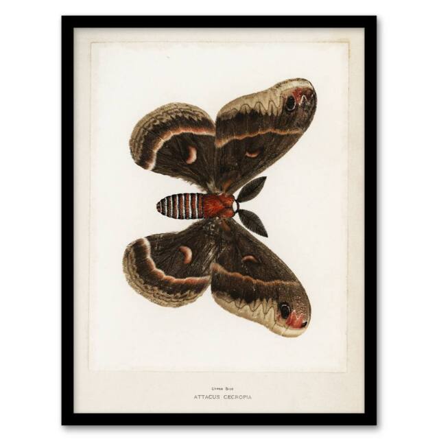 Artery8 Cecropia Moth Vintage Illustration Denton Framed Wall Art Print in White - Size: A4 - image 1