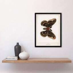 Artery8 Cecropia Moth Vintage Illustration Denton Framed Wall Art Print in White - Size: A4 - thumbnail 4