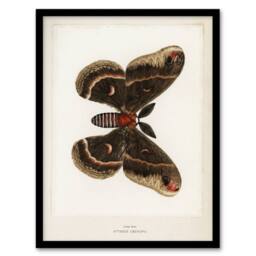 Artery8 Cecropia Moth Vintage Illustration Denton Framed Wall Art Print in White - Size: A4 - thumbnail 1