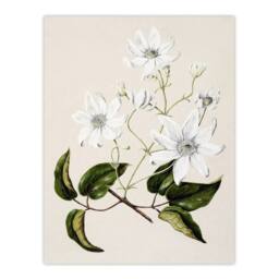 "Artery8 New Zealand Puawananga Clematis Flowers Featon Wall Art Poster Print in Beige - Size: W18"" x H24""" - thumbnail 1