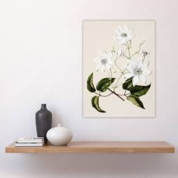 "Artery8 New Zealand Puawananga Clematis Flowers Featon Wall Art Poster Print in Beige - Size: W18"" x H24""" - thumbnail 4