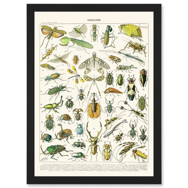 Artery8 Millot Encyclopedia vintage Flying Insects Beetles Nature Artwork Framed Wall Art Print A4 in Black - image 1