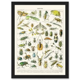Artery8 Millot Encyclopedia vintage Flying Insects Beetles Nature Artwork Framed Wall Art Print A4 in Black - thumbnail 1