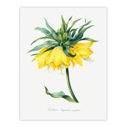Artery8 Pierre J Redoute Framed Wall Art Print Yellow Crown Imperial Flower in White - Size: A4 - thumbnail 3