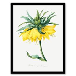 Artery8 Pierre J Redoute Framed Wall Art Print Yellow Crown Imperial Flower in White - Size: A4 - thumbnail 1