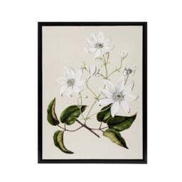 "Artery8 New Zealand Puawananga Clematis Flowers Featon Framed Canvas Wall Art in Beige - Size: W12"" x H16""" - thumbnail 1