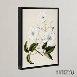"Artery8 New Zealand Puawananga Clematis Flowers Featon Framed Canvas Wall Art in Beige - Size: W12"" x H16""" - thumbnail 2
