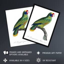 "Artery8 Red & Blue Amazon Parrot Levaillant Wall Art Poster Print in White - Size: W24"" x H32""" - thumbnail 2