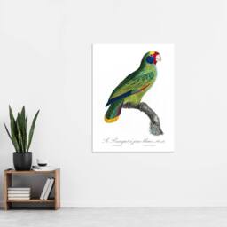 "Artery8 Red & Blue Amazon Parrot Levaillant Wall Art Poster Print in White - Size: W24"" x H32""" - thumbnail 4