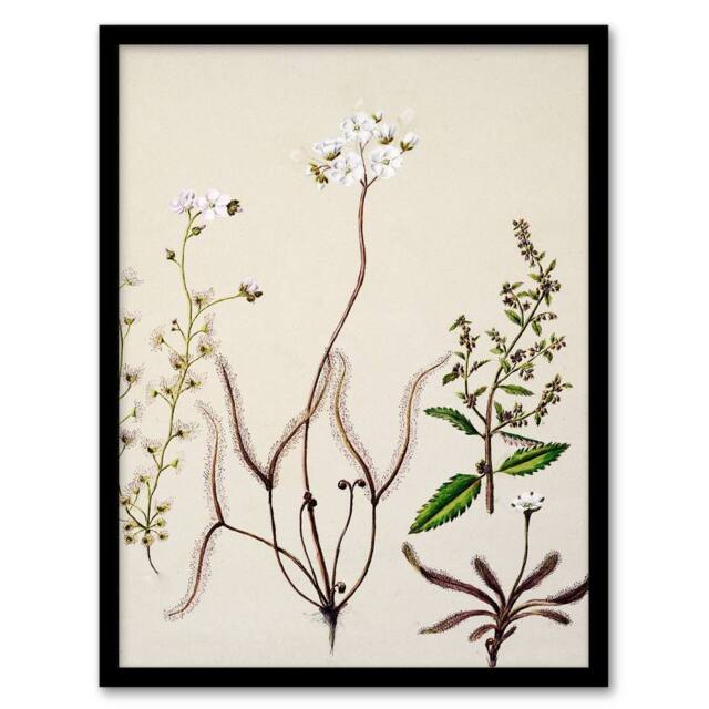 Artery8 Sarah Featon Framed Wall Art New Zealand Drosera Arcturi Plant Flowers in Beige - Size: A4 - image 1