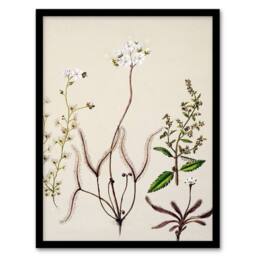 Artery8 Sarah Featon Framed Wall Art New Zealand Drosera Arcturi Plant Flowers in Beige - Size: A4 - thumbnail 1