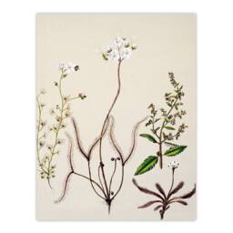 Artery8 Sarah Featon Framed Wall Art New Zealand Drosera Arcturi Plant Flowers in Beige - Size: A4 - thumbnail 3
