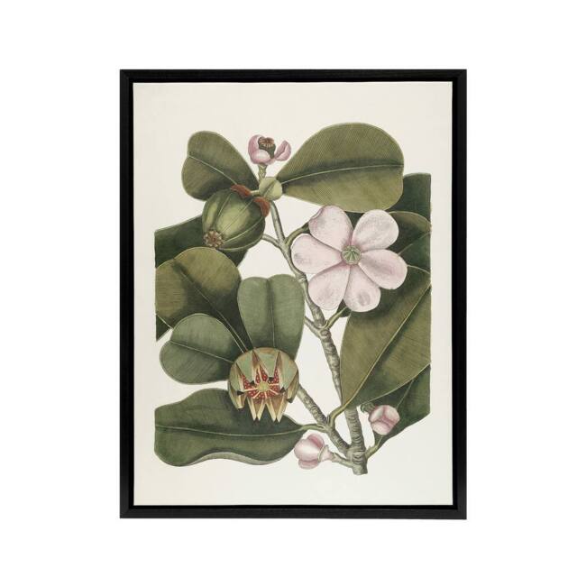 "Artery8 Balsam Tree Flower Vintage Botanical Catesby Black Framed Canvas Art in Green - Size: W12"" x H16""" - image 1
