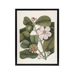 "Artery8 Balsam Tree Flower Vintage Botanical Catesby Black Framed Canvas Art in Green - Size: W12"" x H16""" - thumbnail 1