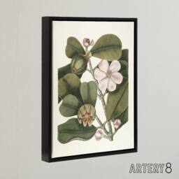 "Artery8 Balsam Tree Flower Vintage Botanical Catesby Black Framed Canvas Art in Green - Size: W12"" x H16""" - thumbnail 2