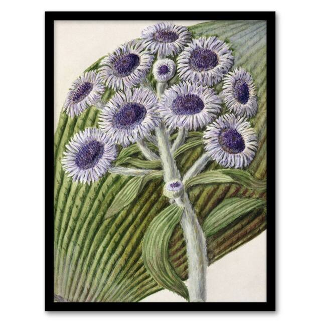 "Artery8 New Zealand Antarctic Daisy Flowers Featon Framed Wall Art Print in Beige - Size: W12"" x H16""" - image 1