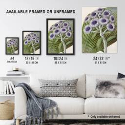 "Artery8 New Zealand Antarctic Daisy Flowers Featon Framed Wall Art Print in Beige - Size: W12"" x H16""" - thumbnail 3