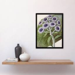 "Artery8 New Zealand Antarctic Daisy Flowers Featon Framed Wall Art Print in Beige - Size: W12"" x H16""" - thumbnail 4