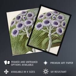 "Artery8 New Zealand Antarctic Daisy Flowers Featon Framed Wall Art Print in Beige - Size: W12"" x H16""" - thumbnail 2