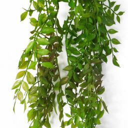 Leaf 6 x 100cm Hanging String of Pearls Fern Plant Dark Green - Size: 6 x 100 cm - thumbnail 2