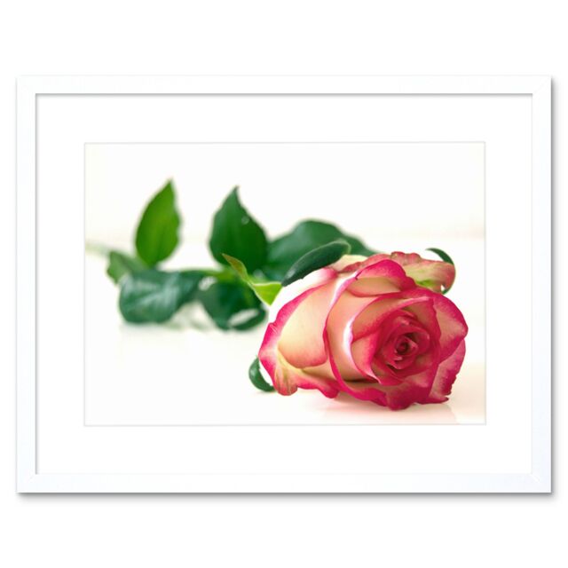 "Artery8 Wall Art Print Single Pink Rose Romantic Flower Framed in White - Size: W7"" x H9""" - image 1
