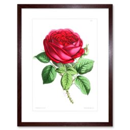 "Artery8 Wall Art Print Flower Rose Red Art Framed 9x7 inch in Brown - Size: W7"" x H9""" - thumbnail 1