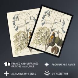 "Artery8 Vintage Bird & Plant Illustration Catesby Framed Wall Art Print in Beige - Size: W12"" x H16""" - thumbnail 2