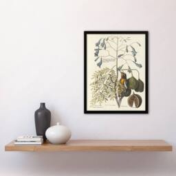 "Artery8 Vintage Bird & Plant Illustration Catesby Framed Wall Art Print in Beige - Size: W12"" x H16""" - thumbnail 4