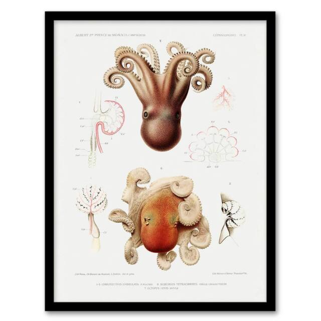 "Artery8 Octopus Marine Life Study Albert I Framed Wall Art Print in White - Size: W12"" x H16""" - image 1