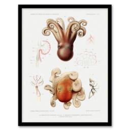 "Artery8 Octopus Marine Life Study Albert I Framed Wall Art Print in White - Size: W12"" x H16""" - thumbnail 1